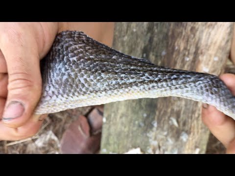 YouTube video about: How to preserve fish skin?
