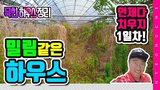 영천 레드향 내륙 재배 형씨네 하우스 정리 1일차