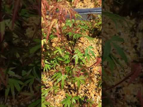 盆栽の挿し木を育てる方法に関するステップバイステップのチュートリアル