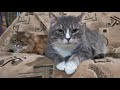 Two Cats Looking Around