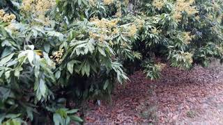 লিচি বিষয়ক