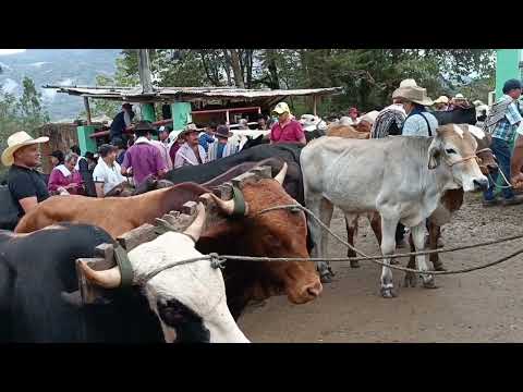 Videos ganaderos de Garagoa Boyacá.