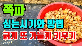 쪽파 심는시기와 방법 굵고 가늘게 키우는 방법