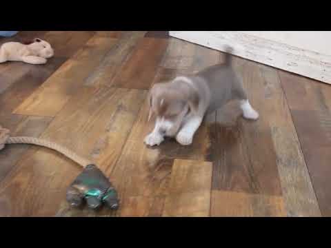 DELTA www.ozarkmtnpuppies.com