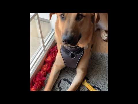 Miller, an adopted Shepherd & Hound Mix in Joliet, IL_image-1
