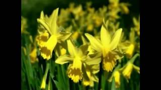 ROBBIE WILLIAMS - SUMMERTIME (NATUREZA BELAS)