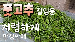 풋고추 절임용 저렴하게 선착순 한정 판매