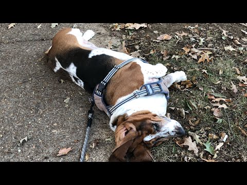 2nd YouTube video about how far can a basset hound walk