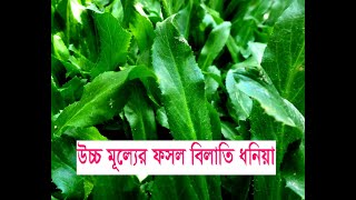উচ্চ মূল্যের ফসল বিলাতি ধনিয়া, False Coriander, Bilati dhonia,Eryngium foetidium, বিলাতি ধনিয়া