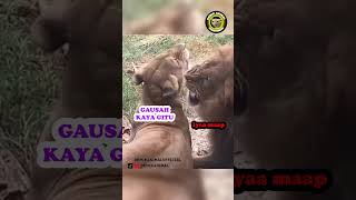 Download lagu NAMANYA JUGA SUAMI ISTRI #shorts mp3