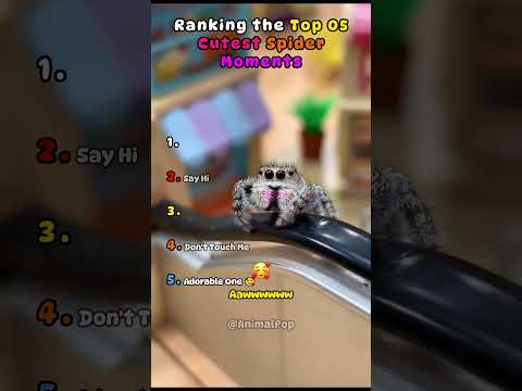 Tiny Spider Heartwarming Moments