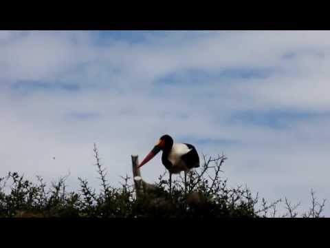 Ephippiorhynchus senegalensis- 