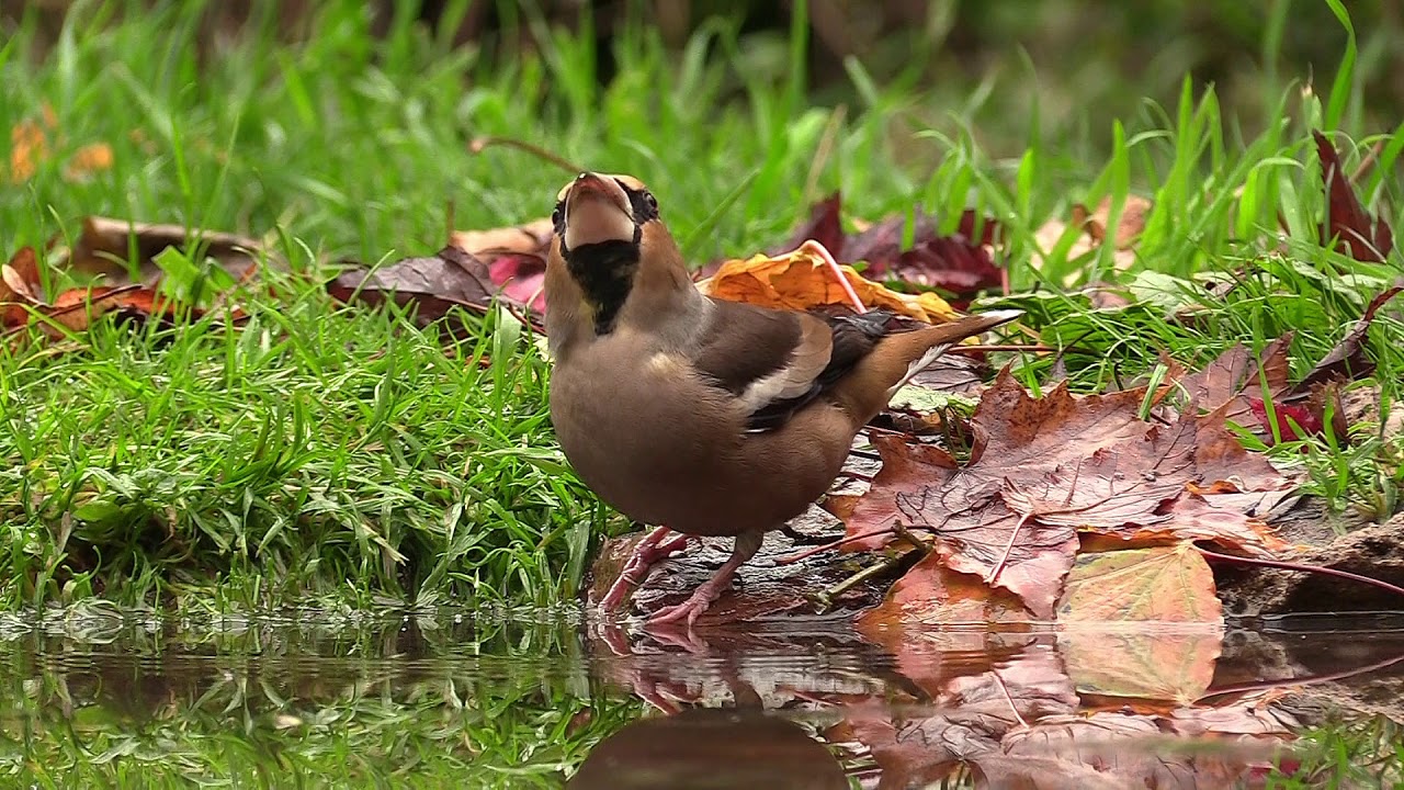 Oiseaux et feuillages d'octobre