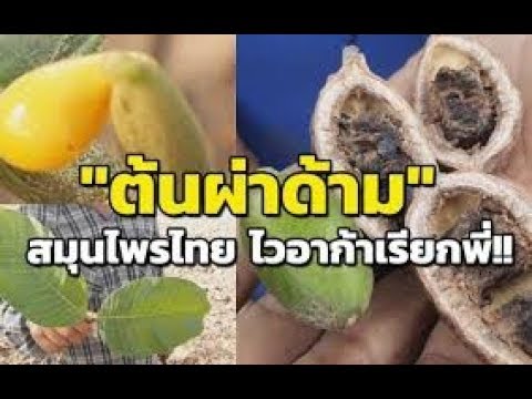 ยาสมุนไพรไวอากร้า วิธีการเพิ่มขนาดอวัยวะเพศ