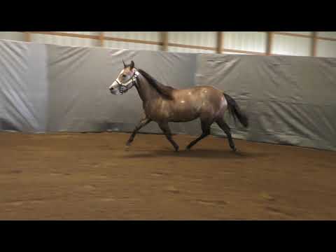 Whizkey Shadow Final Video