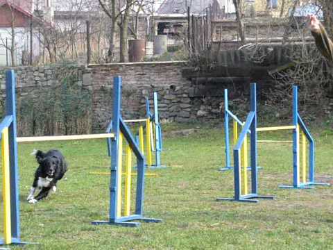 Ace Hříšné Mládí - agility v Jirkově