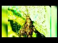 Irumudi Kattu Sabarimaliku Swami Ayyappn Dj WhatsApp Status Malayalam Song