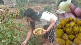 Download lagu Willing to be in the heat to harvest cape gooseberries mp3 Download lagu Willing to be in the heat to harvest cape gooseberries mp3