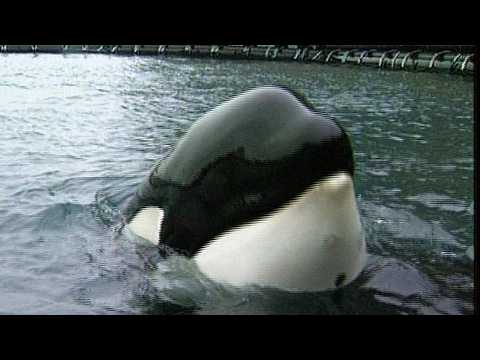 Keiko in Iceland - A whale comes back home