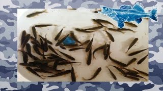 Ловля и хранение живца зимой