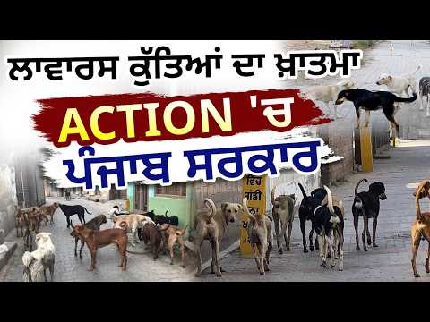 Punjab starts 'massive campaign' against stray dogs|ਅੱਜ ਤੋਂ ਲਾਵਾਰਸ ਕੁੱਤਿਆਂ ਨੂੰ ਪੰਜਾਬ ਸਰਕਾਰ ਕਰੇਗੀ ਖ਼ਤਮ