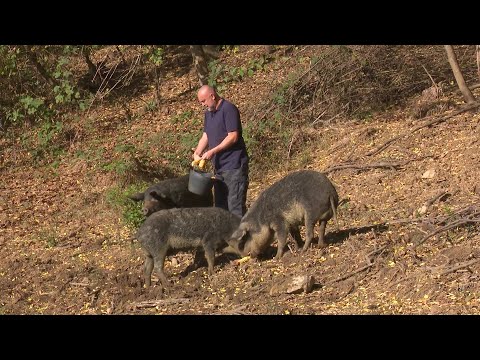 Slavoljub Cvijanović iz Kostajnice uzgaja mangulice