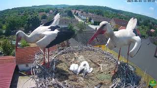 24e day White Storks Hungary