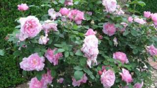 Drinking champagne  by by Ray Price