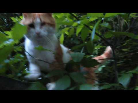 mrnjau - meow (my crazy cat)