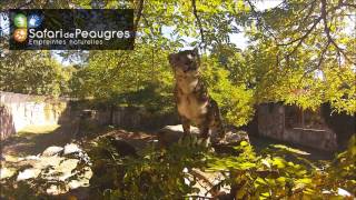 preview picture of video 'Panthère des Neiges - Safari Peaugres - Ardèche'