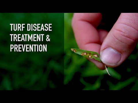 Fungicides | Turf Disease Treatment & Prevention