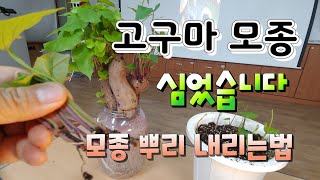겨울에 고구마순 심어 봤어 ?  고구마모종 키우기