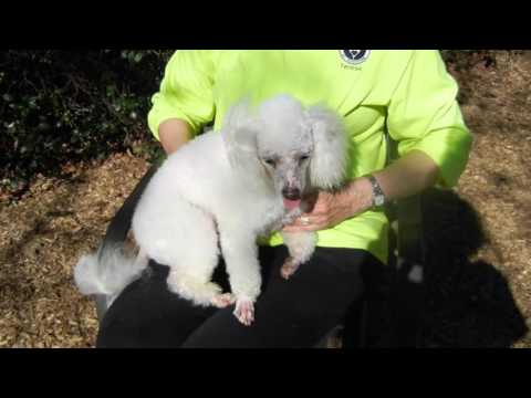 Friendswood, an adopted Poodle in Houston, TX_image-1