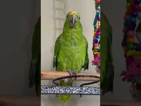 WE GOT A NEW BIRD IN JULY!! HER NAME IS AZAH...SO CUTE!