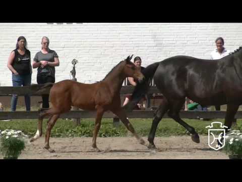 IZ052CH Hengstfohlen von Conditus - Chupamint - Ramirado