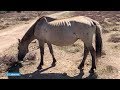 Beelden: Konikpaarden uit Oostvaardersplassen verzwakt in Spanje - RTL NIEUWS