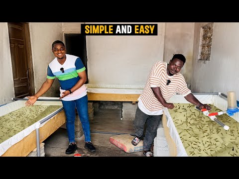 Catfish Hatchery | How to Successfully Breed 100,000 Catfish (From Eggs to Fingerlings)