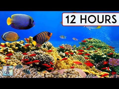 BEAUTIFUL CORAL REEF AQUARIUM COLLECTION • 12 HOURS • BEST RELAX MUSIC • SLEEP MUSIC • 1080p HD