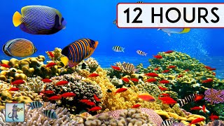 CORAL REEF AQUARIUM COLLECTION • 12 HOURS • BEST RELAX MUSIC • SLEEP MUSIC • 1080p HD #2