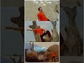 Nee Manimukiladakal Song Malayalam Whatsapp Status Movie Vellithira