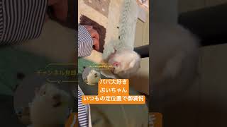 2/14記録、家にきて1ヶ月 パパ大好きぷいちゃん、定位置で御満悦 #guineapig #guineapigs #アビシニアンモルモット #モルモット #可愛い #癒し #cute #動物 #日常