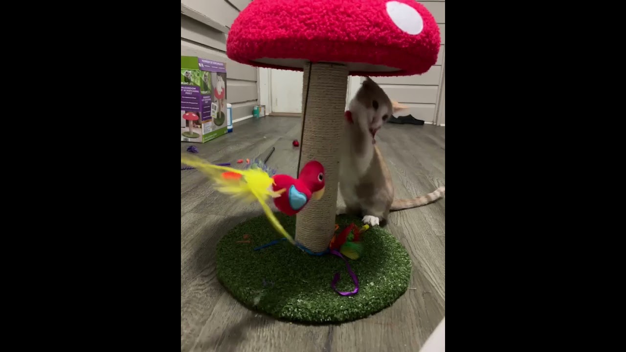 Enlarge Scruffy, a Adoptable Domestic Short Hair in Brattleboro, VT video 6/6