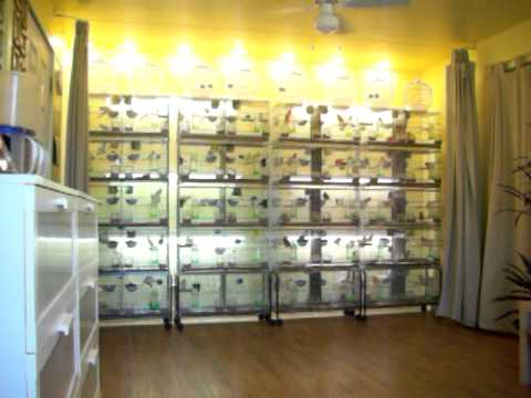 Najah's Canaries 2011 Breeding Season