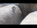 Penguin Leap Of Faith Video (jedovata zmija) - Známka: 1, váha: střední