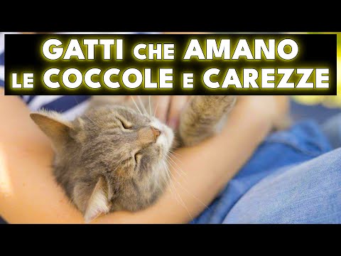 I GATTI CHE AMANO LE COCCOLE E LE CAREZZE - WILD 🐾 LIFE