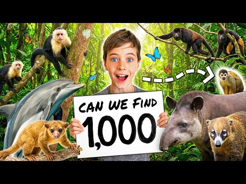 Mystery Animal Challenge 🕷️🐾🐍 Kids Find 1000 Animals in Costa Rica Jungle