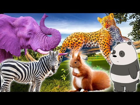 Wild animals: elephant, zebra, leopard, bear - animal sounds - Part 10