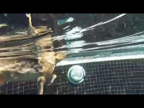 RE HTC FUN WITH THE DOGS