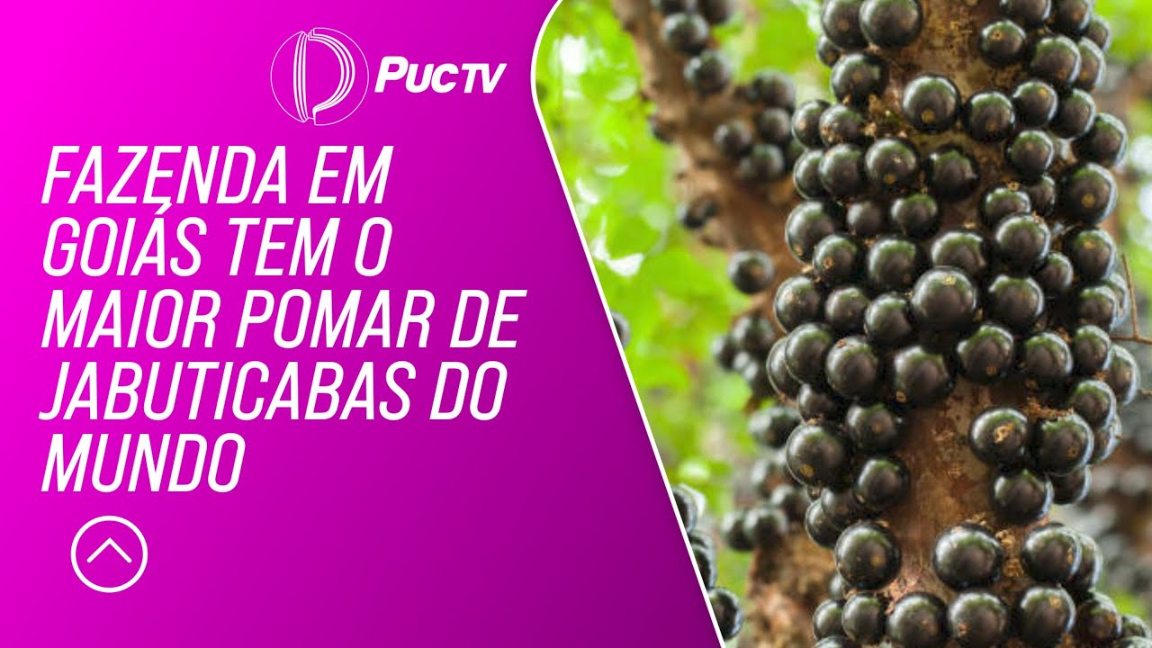 CONFIRA: FAZENDA EM GOIÁS TEM O MAIOR POMAR DE JABUTICABAS DO MUNDO