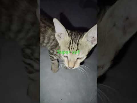 cat supar part 2 #shorts